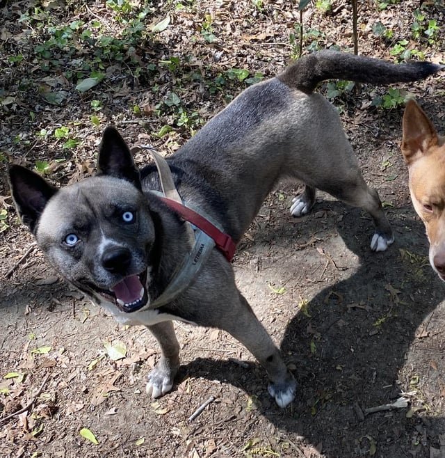 Pet alert in Raleigh, North Carolina — Fostering a dog through an out-of-state shelter, looking for help in getting some local…