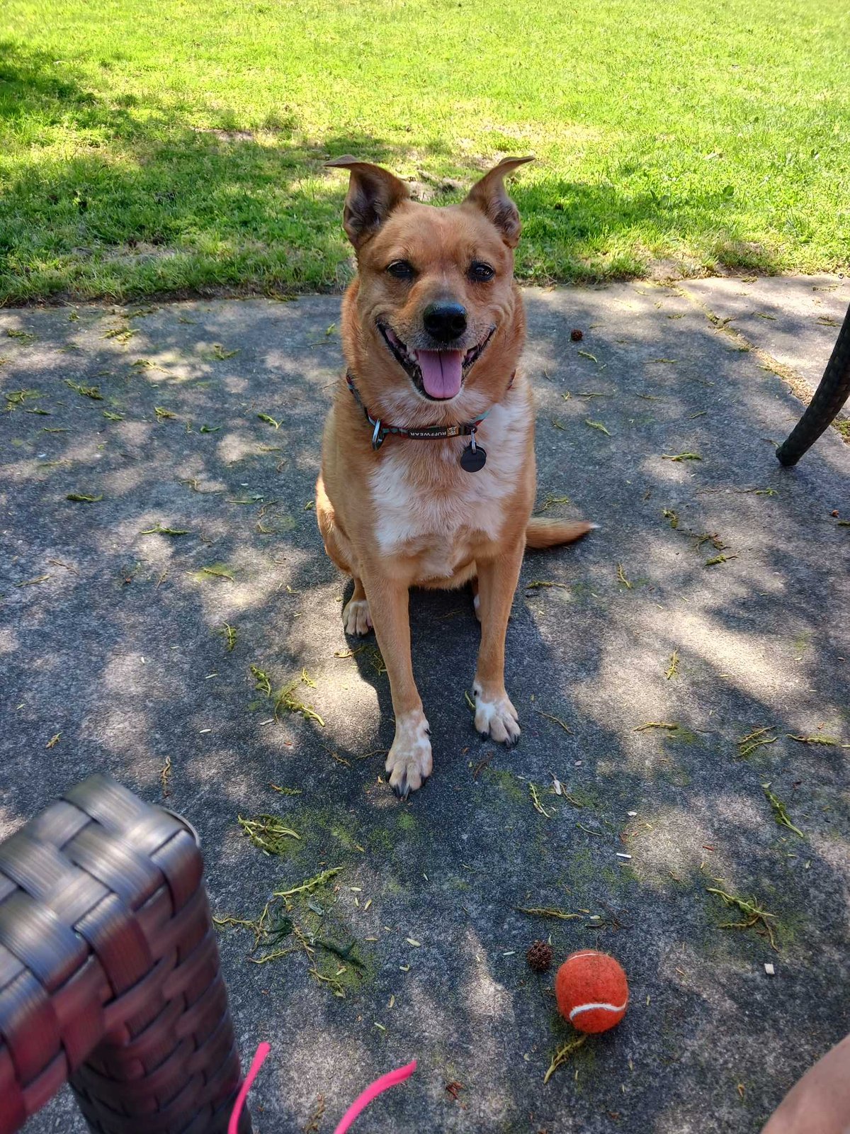 Lost Dog in Keizer, Oregon — listing photo