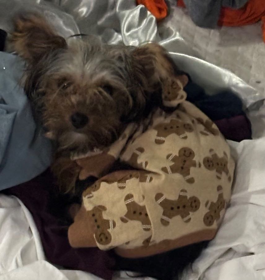 Lost Dog in Ennis — listing photo