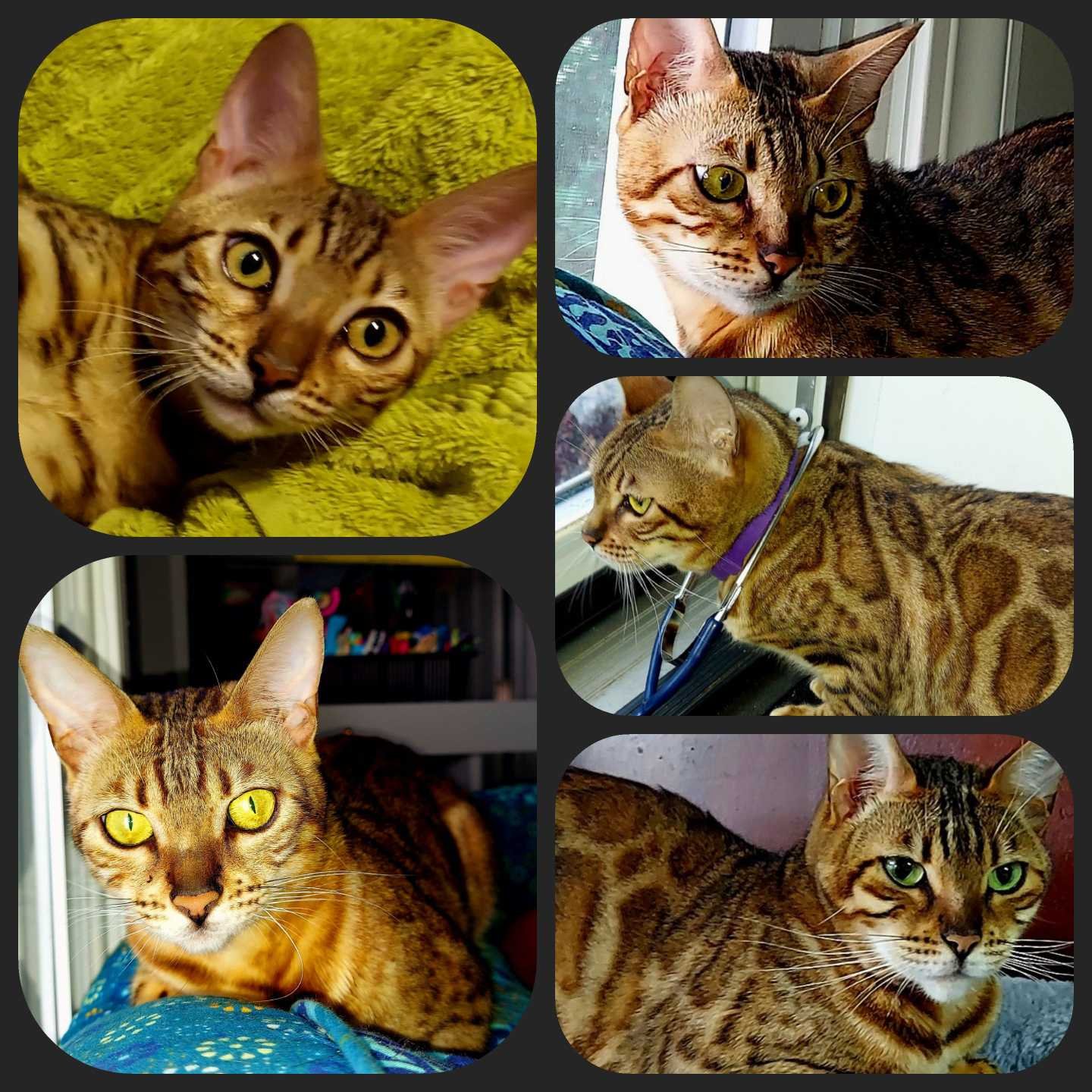 Lost Cat in Inman — listing photo