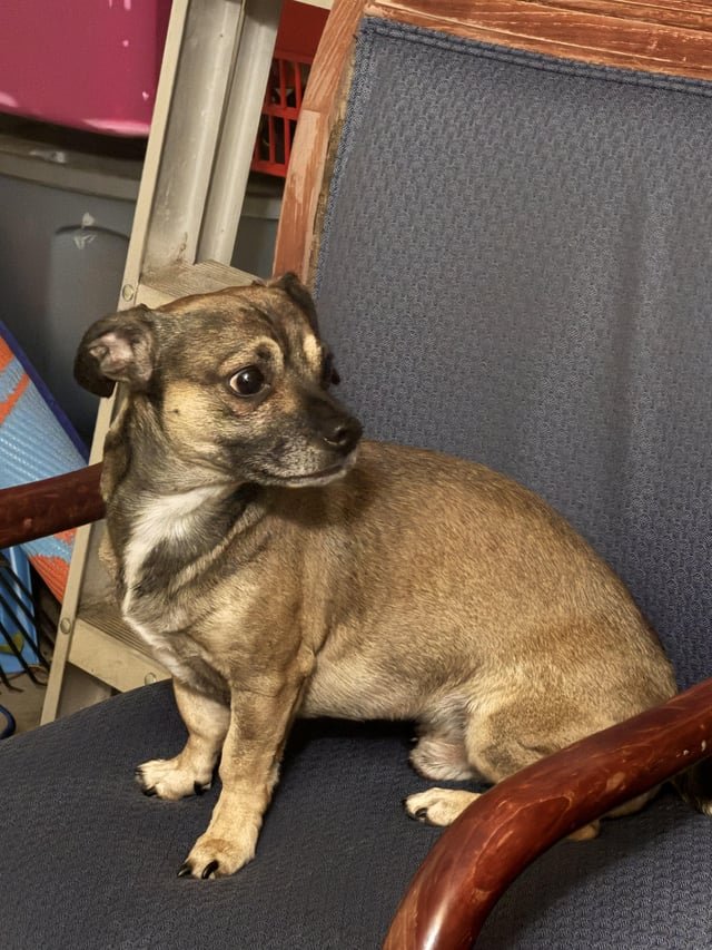 lost dog in Reno, Nevada