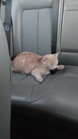 Lost Cat in Newcastle — listing photo