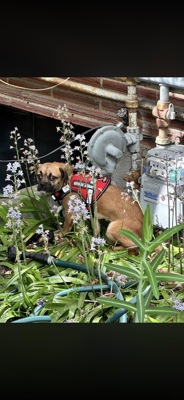 found dog in Seattle, Washington