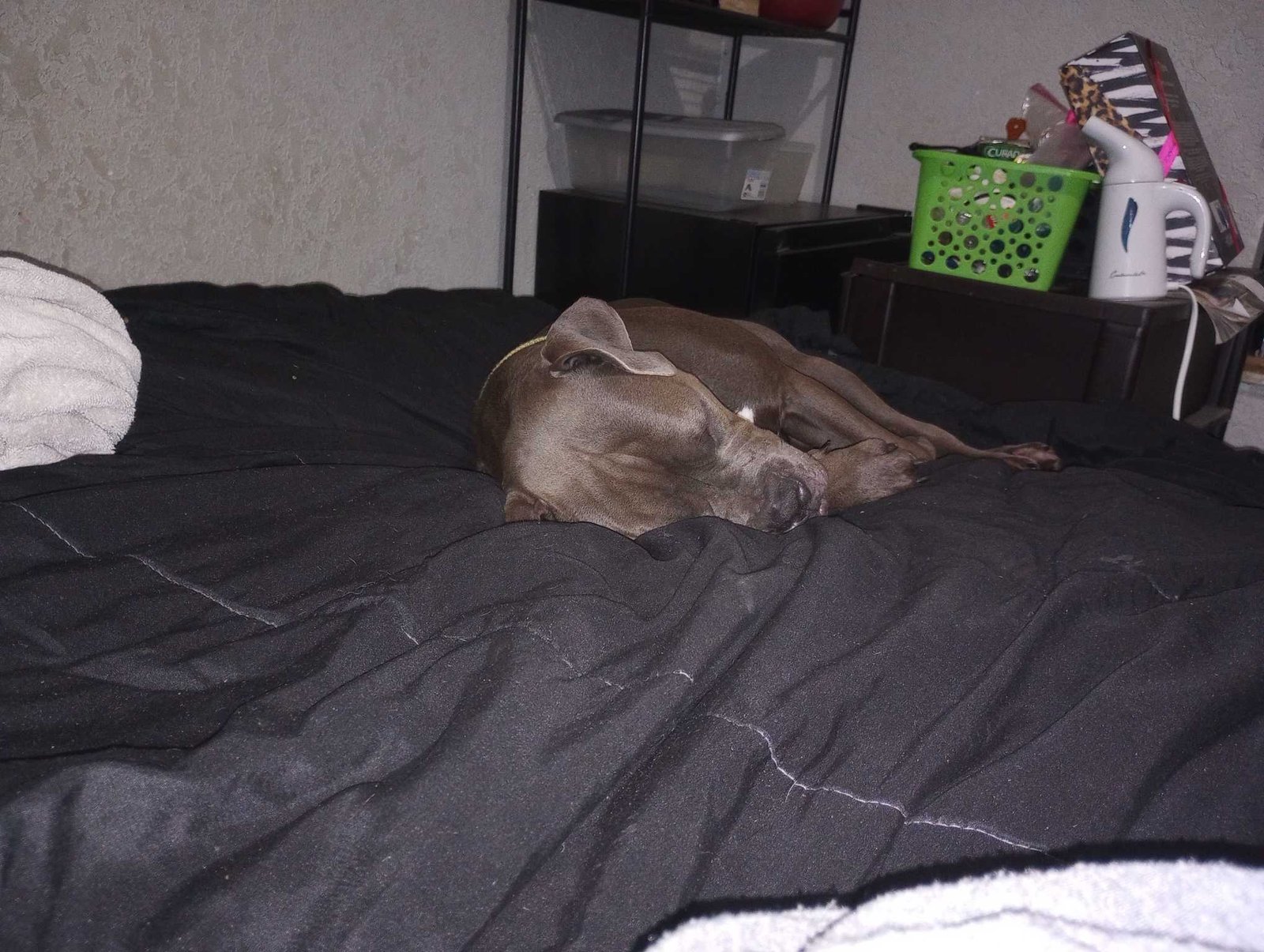 Lost Dog in Altamonte Springs, Florida — listing photo