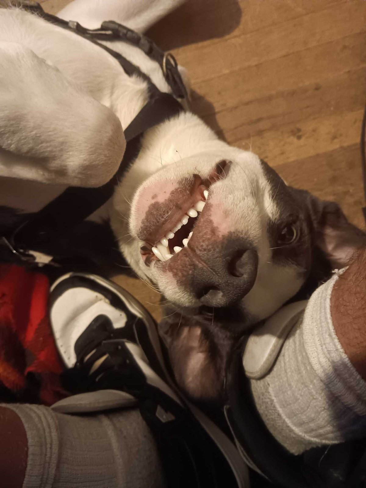 Lost Dog in Monterey Park, California — listing photo