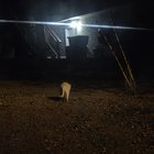 lost dog in Chattanooga, Tennessee