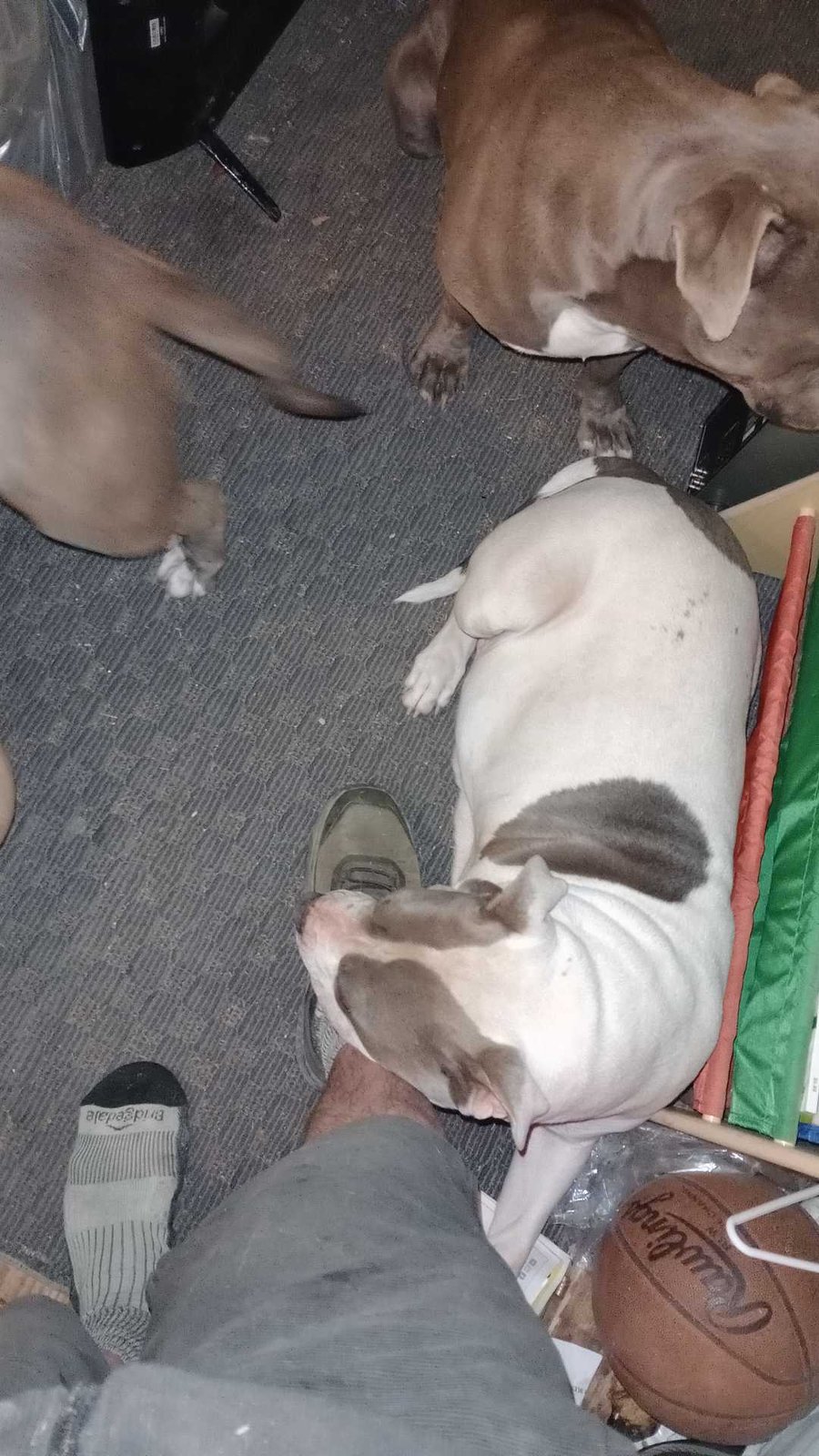 Found Dog in Tucson, Arizona — listing photo