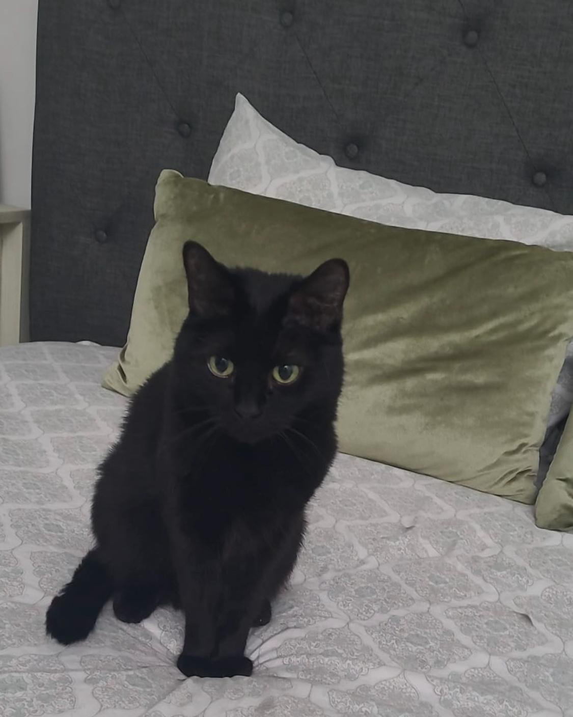 lost cat in Miami, Florida