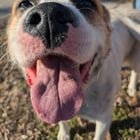 found dog in Louisville, Kentucky