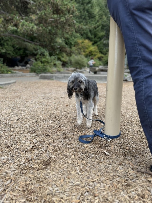 lost pet in Seattle, Washington