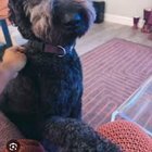 lost dog in Providence, Rhode Island
