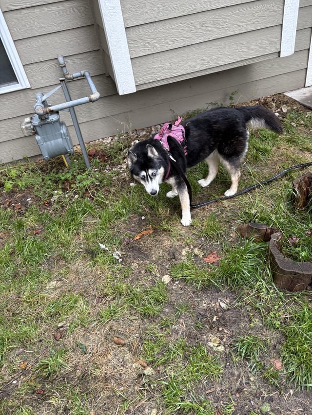 Lost Dog in Wichita, Kansas — listing photo