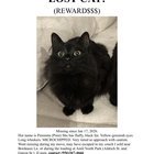 Lost Cat in Austin, Texas — $500 REWARD - MISSING CAT