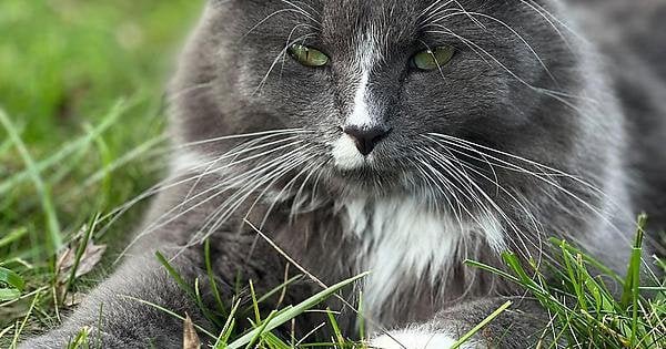Lost Cat in Detroit, Michigan — **LOST CAT IN BERKLEY - REWARD FOR HIS SAFE RETURN**