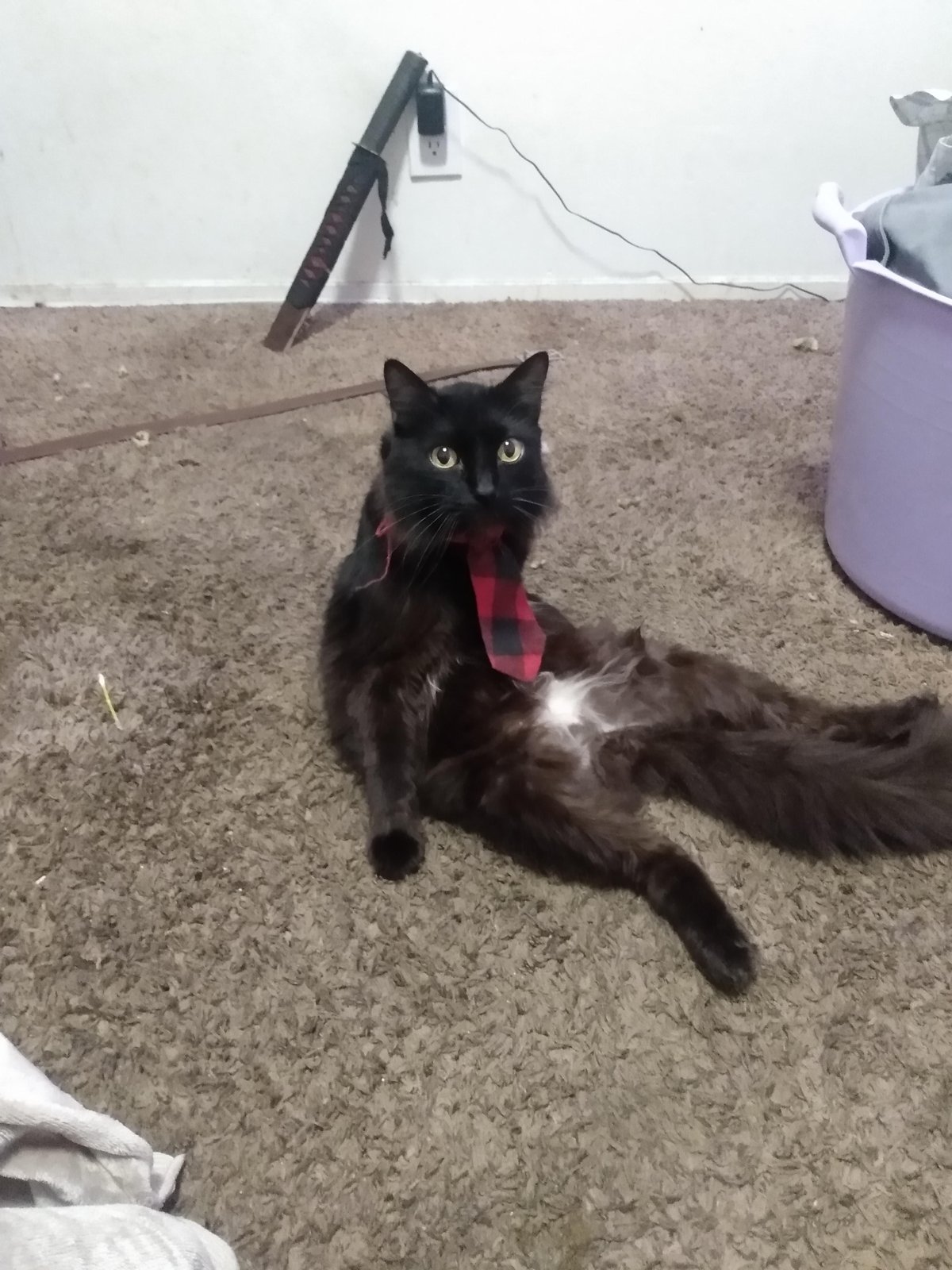 Lost Pet in Fresno, California — listing photo