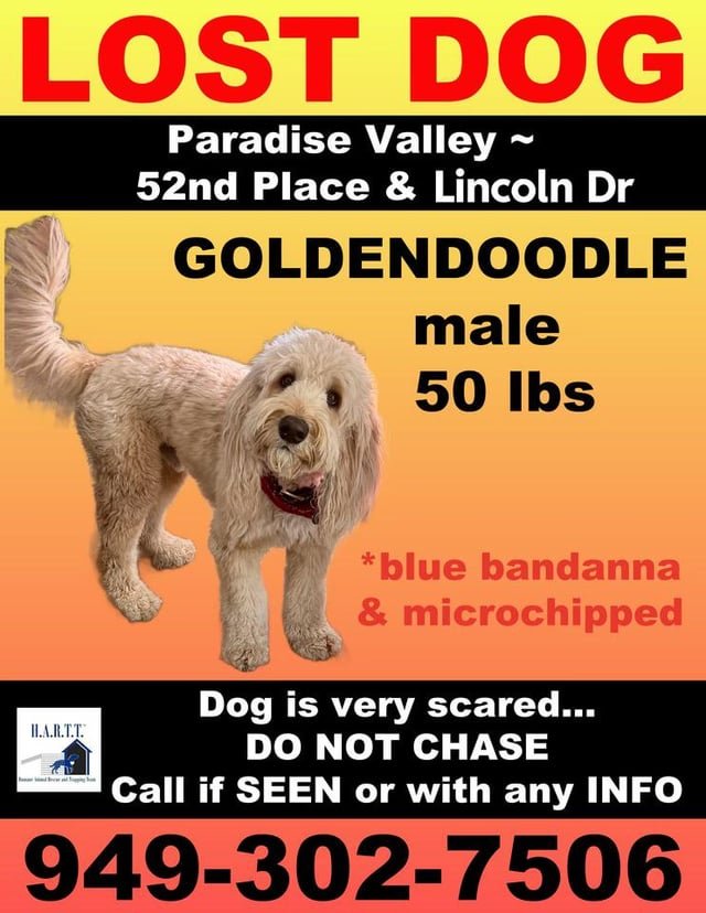 lost dog in Scottsdale, Arizona