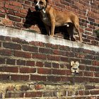 Lost Dog in Philadelphia, Pennsylvania — listing photo