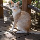 Lost Cat in Rescue — FKC's Cat of the Week: Mandarin!