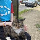 Found Cat in Louisville, Kentucky — Cat Found?