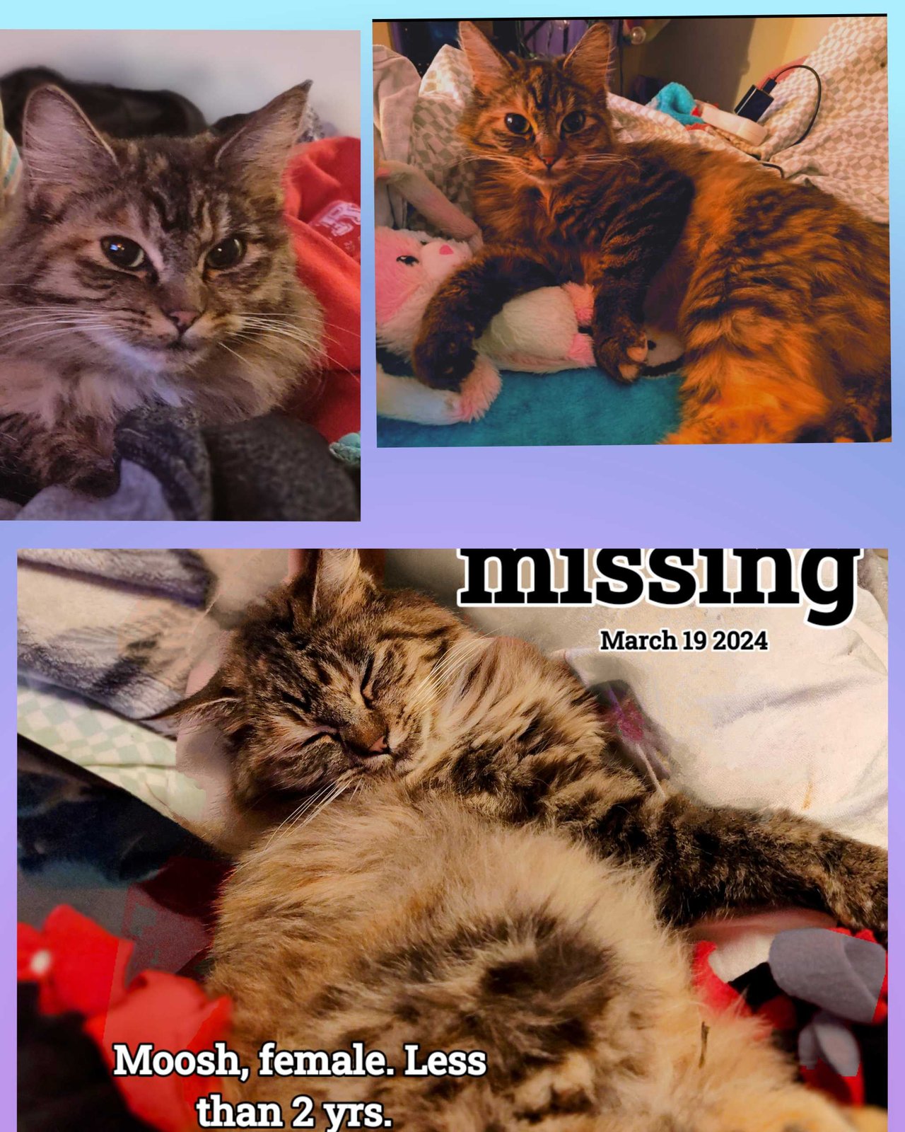 Lost Cat in Portland, Maine — listing photo