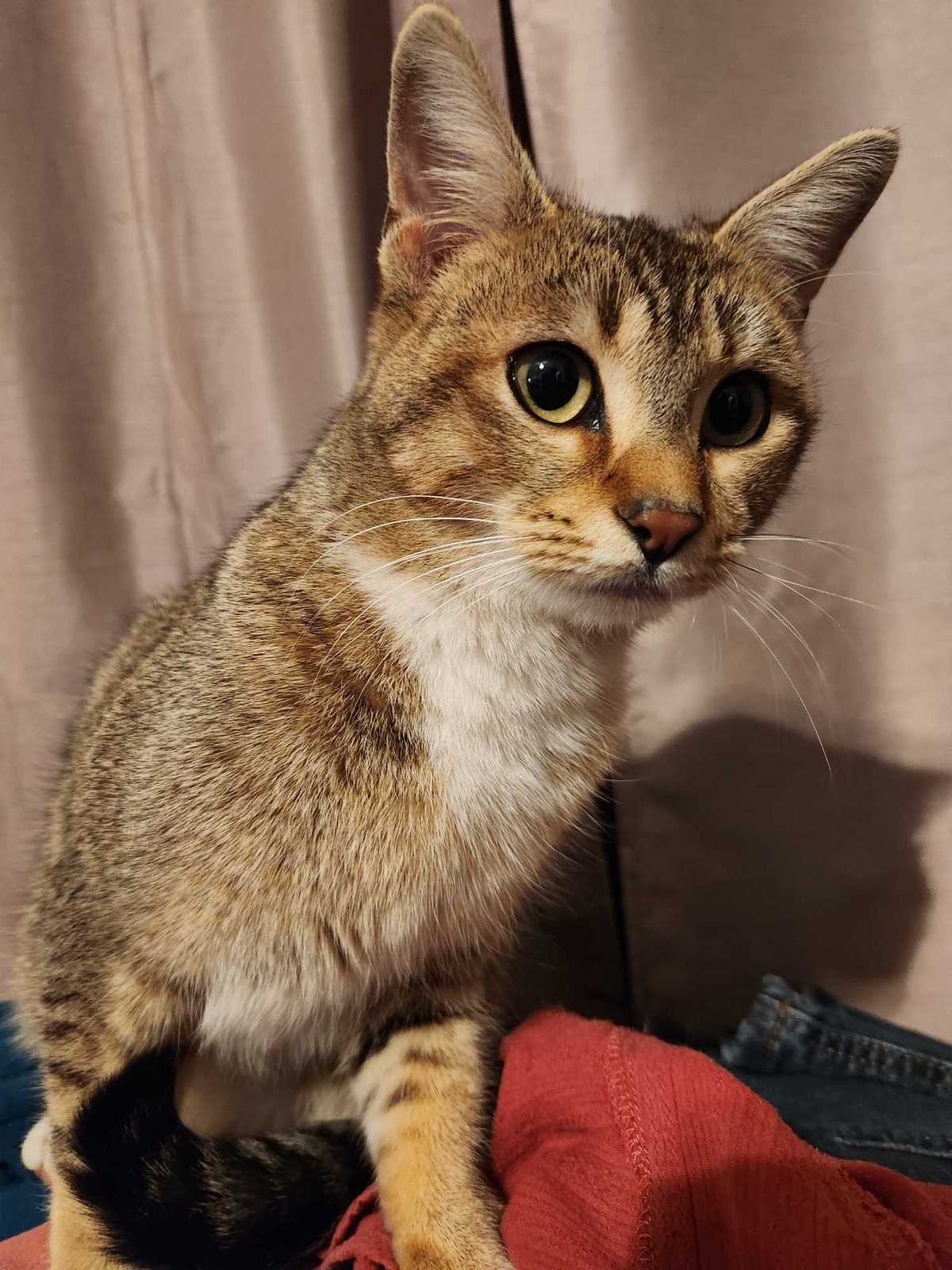 Found Cat in San Tan Valley — listing photo