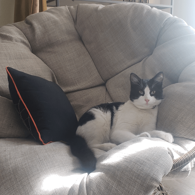 found cat in San Diego, California