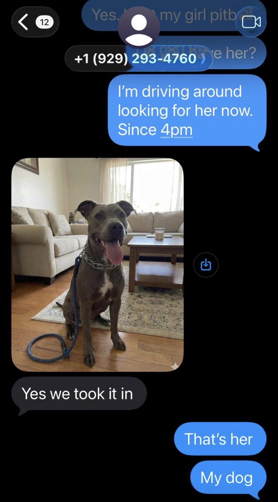 Lost Dog in Miami, Florida — listing photo