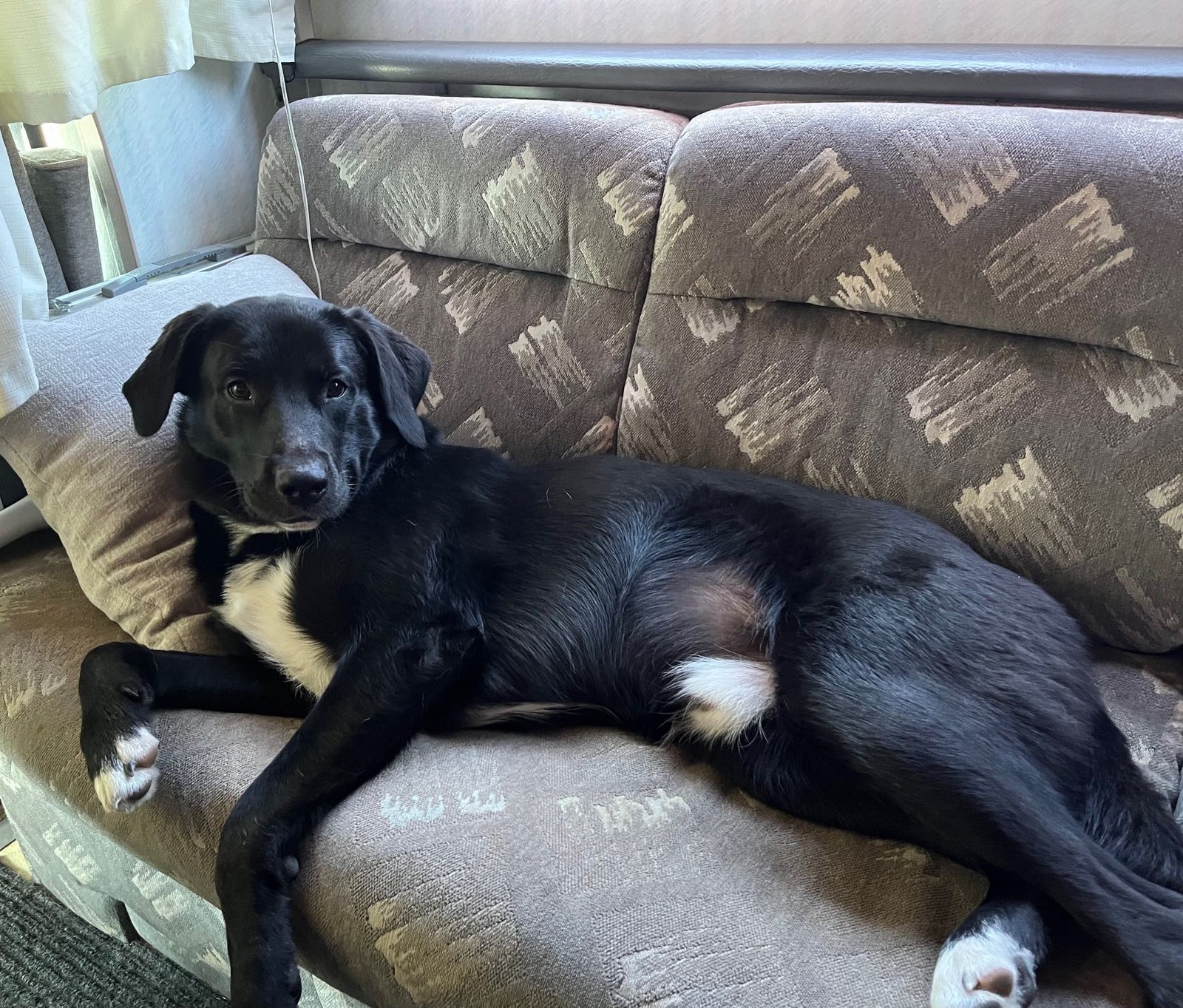 Lost Dog in Goodyear, Arizona — listing photo