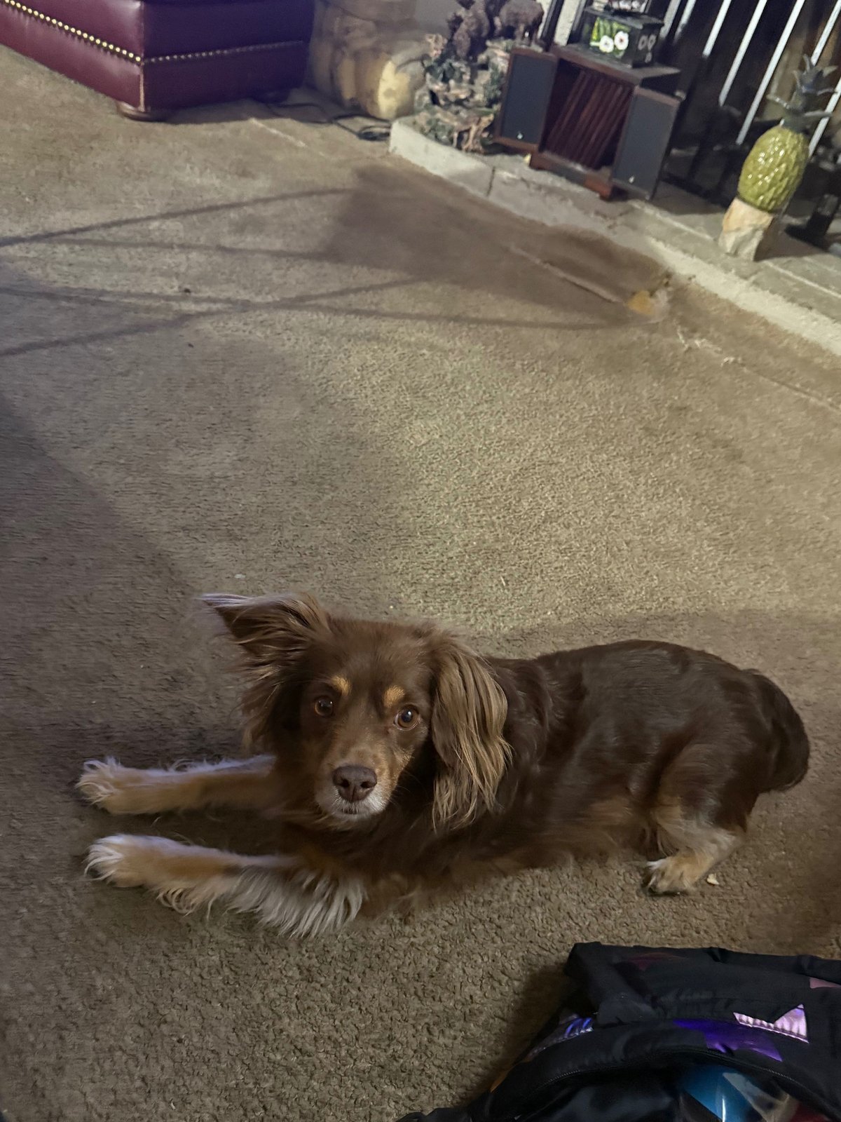Lost Dog in Seal Beach — listing photo