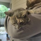 lost cat in Charlotte, North Carolina