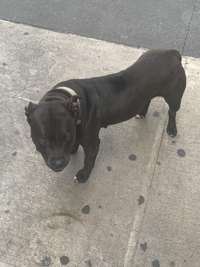 lost dog in New York, New York