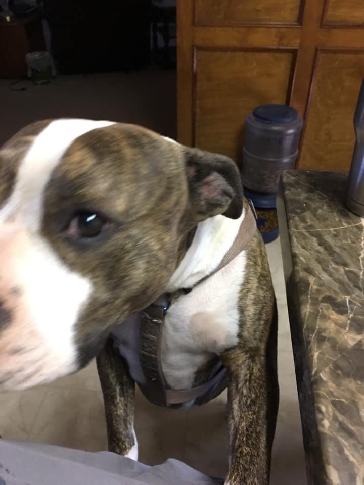 Lost Dog in La Luz — listing photo