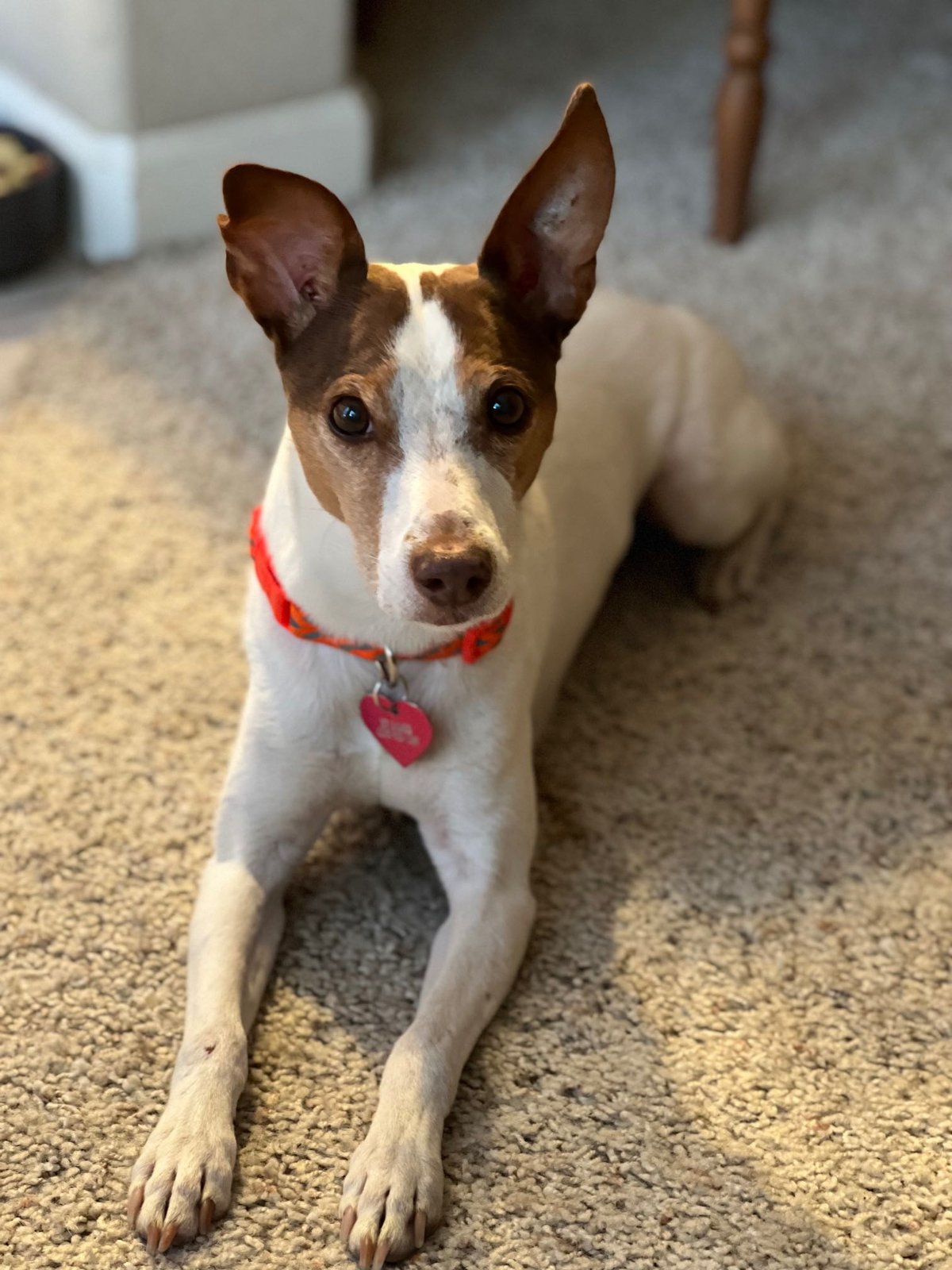 Lost Dog in Rescue — listing photo