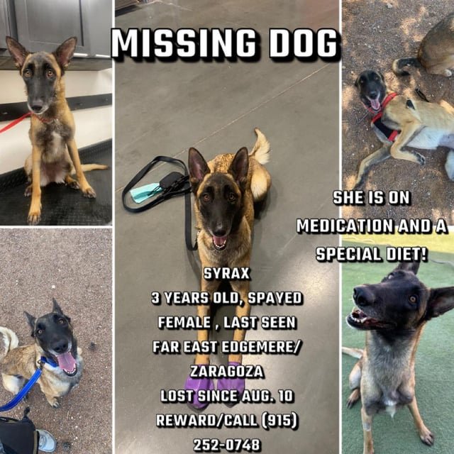 found dog in El Paso, Texas