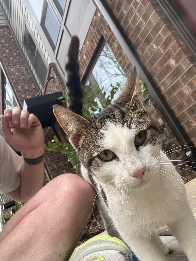 Found Cat in Charlotte, North Carolina — listing photo