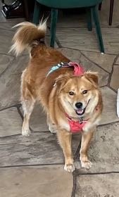 Lost Dog in Tempe, Arizona — listing photo