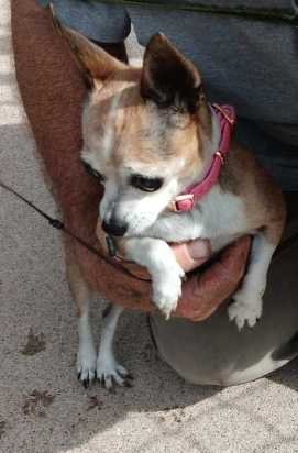 Lost Dog in Mesa, Arizona — listing photo