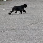 Lost Cat in Providence, Rhode Island — listing photo