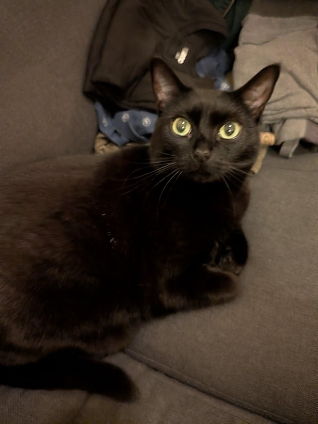 Lost Pet in Portland, Oregon — listing photo