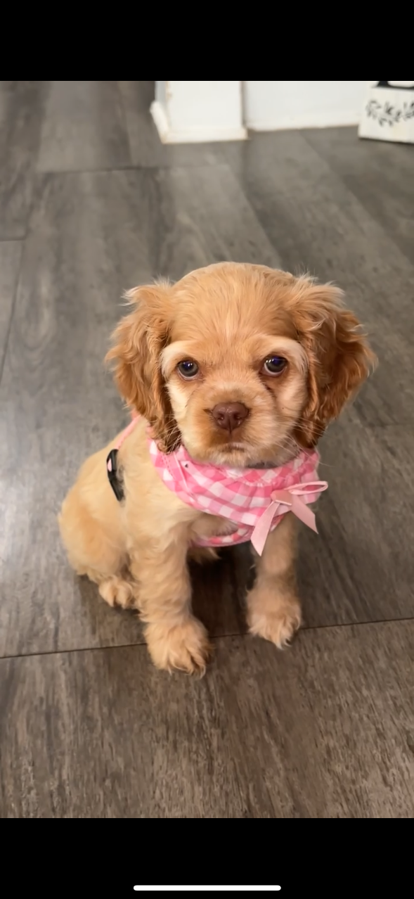 Lost Dog in Greensboro, North Carolina — listing photo