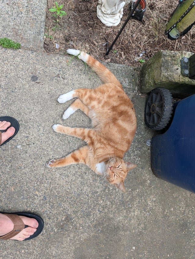 Found Cat in Portland, Oregon — Orange cat found in NE Portland near Lombard
