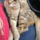 Pet alert in St. Louis, Missouri — Pregnant cat in search of a home