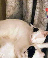 Lost Cat in San Antonio, Texas — listing photo