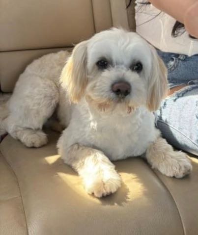 Lost Dog in Gastonia, North Carolina — listing photo