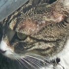 Lost Cat in North Port, Florida — listing photo