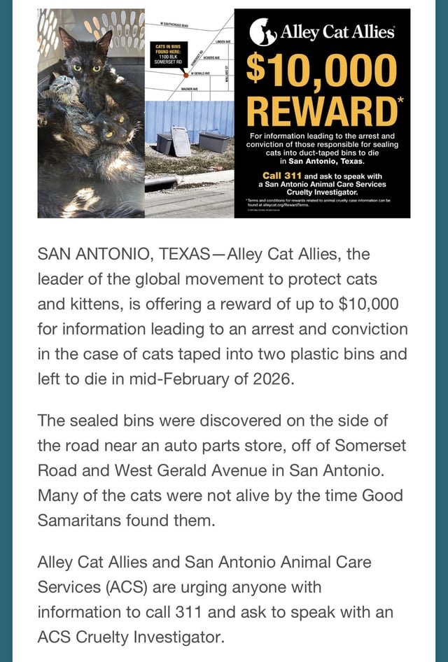 Lost Pet in San Antonio, Texas — Alley Cat Allies $10,000 Reward in San Antonio Cruelty Case