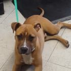 found dog in Tampa, Florida