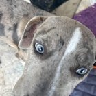 found dog in Jacksonville, Florida