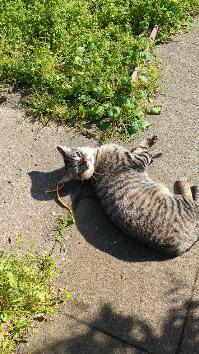 Found Cat in San Francisco, California — listing photo