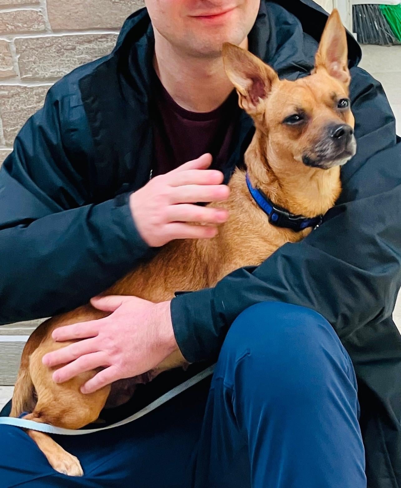 Lost Dog in Pittsburgh, Pennsylvania — listing photo